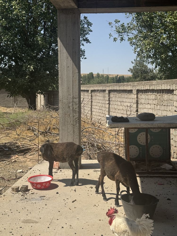 Qozi qo’ylar soatiladi