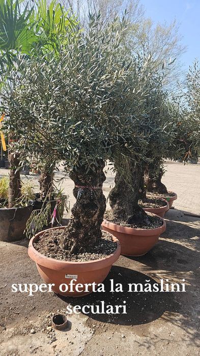 Spirale pon pon magnolia laur englezesc Photinia brazi pini enupar