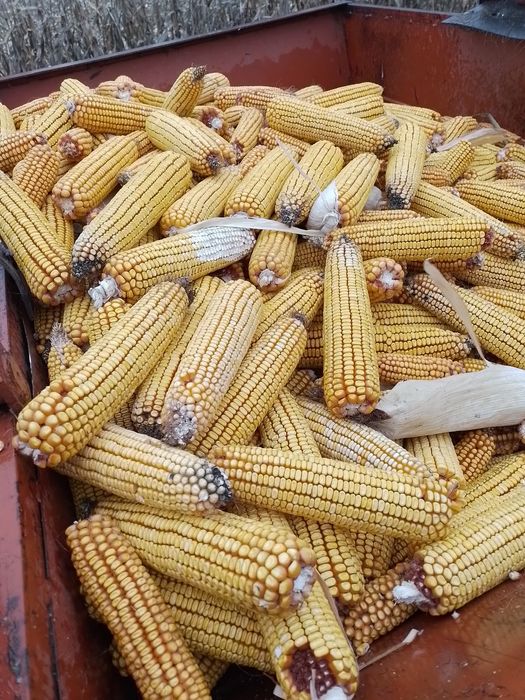 Porumb știuleți de vânzare