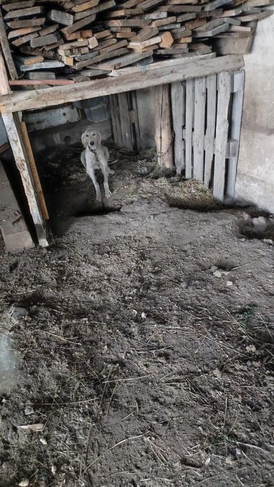 Тазы 70мын немесе обмен койга