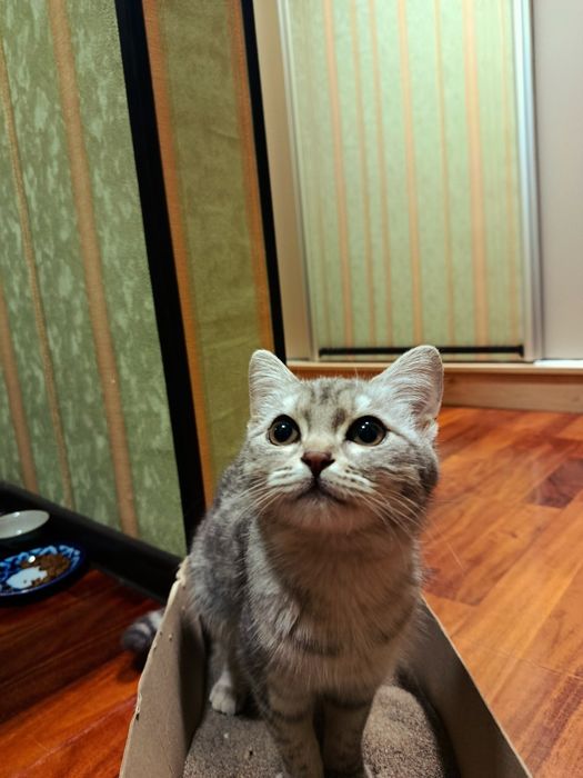 Britanski shinshilla 6 oyli