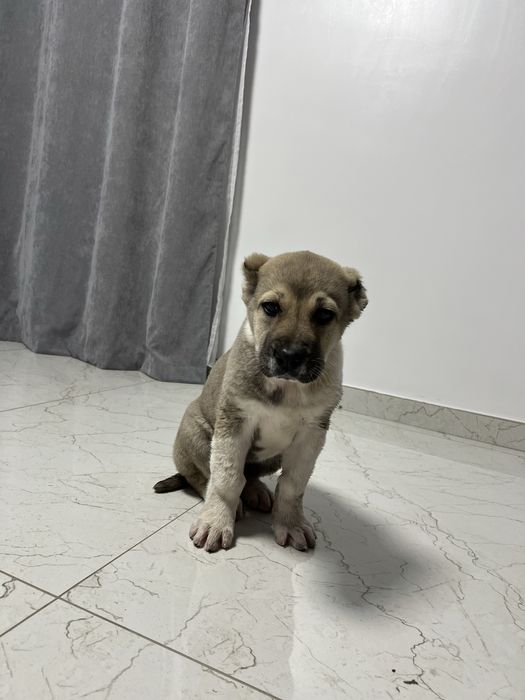 Ciobanesc asia centrala