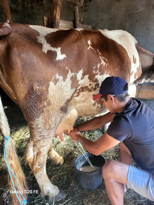 Vaca baltata frumoasa bună de lapte 5 pe 6 ani montata cu.baltat