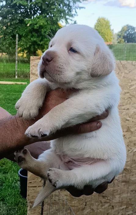 Labrador Retriever cu pedigree A FCI