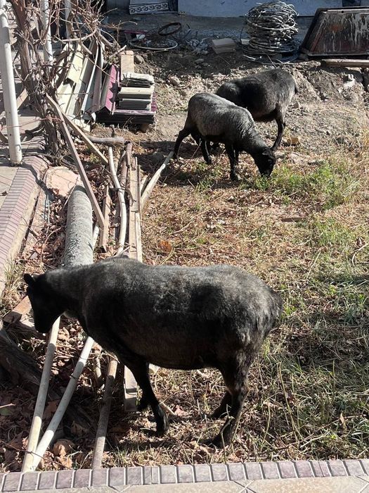 Романов куйлари Сотилади
Романов куйлари 2 совлик 1 та куч