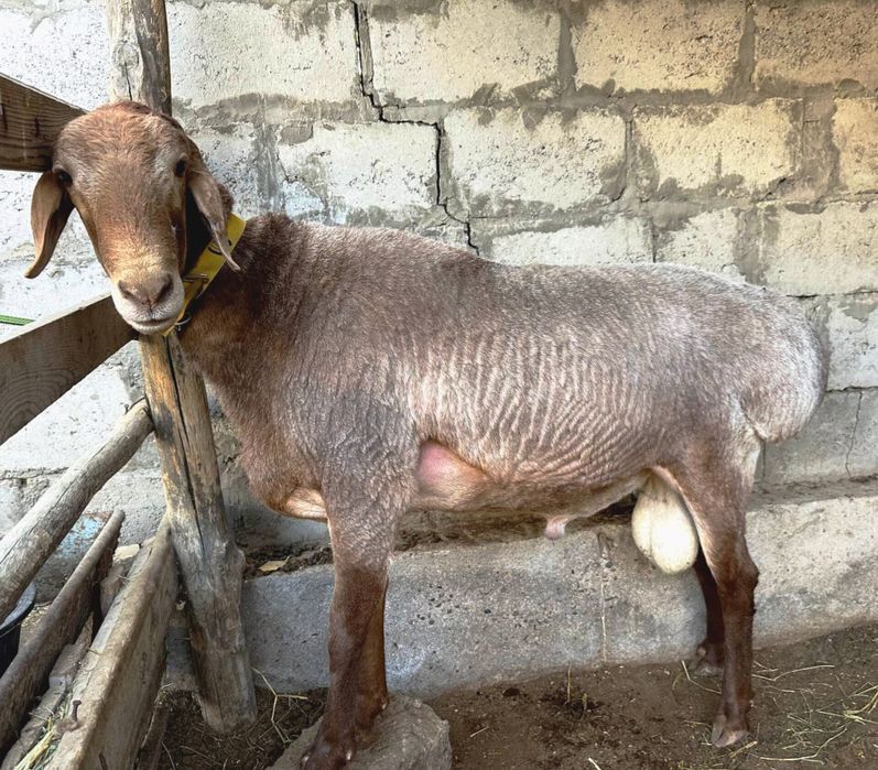 Qoʻchqor qirgʻiz arashan