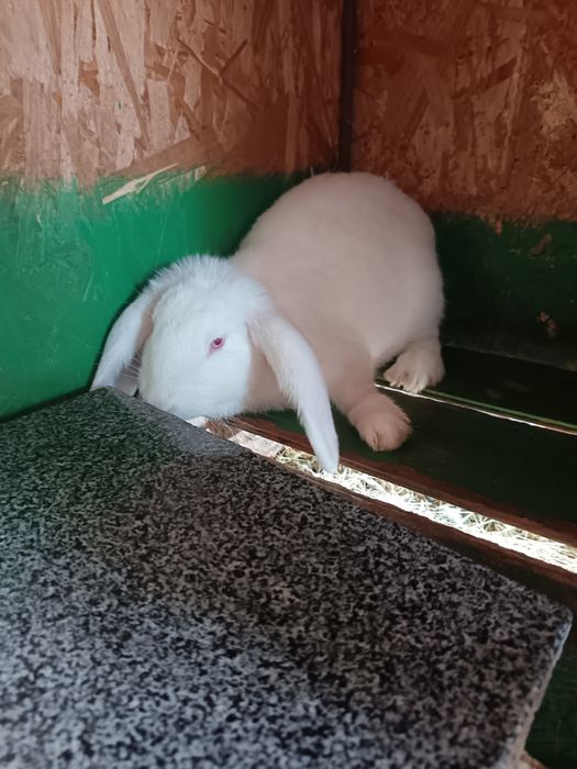 Doua iepuroaice 3luni și jumatate