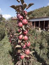 Колоновидные саженцы яблони, груши, сливы, абрикоса Алматы