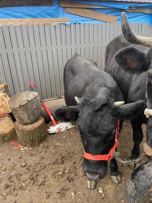 Vand animale detali în privat