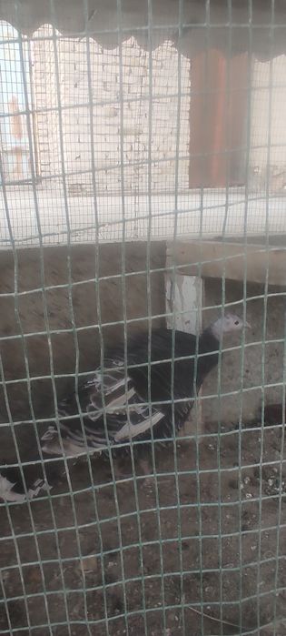 Мода Курка тезда сотилади