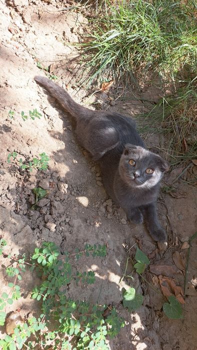 Продаётся пародистый котёнок