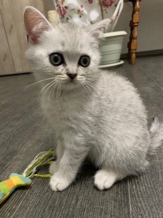 Pisicuta British Shorthair