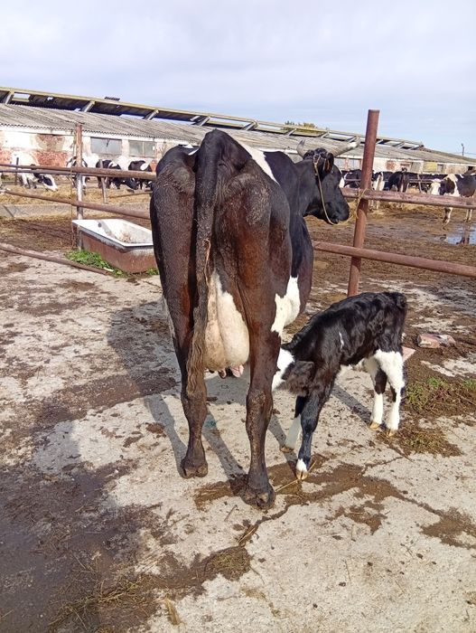 Vaci si vitele cu vitei