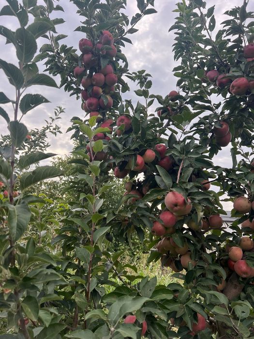 Vand mere Idared si Golden