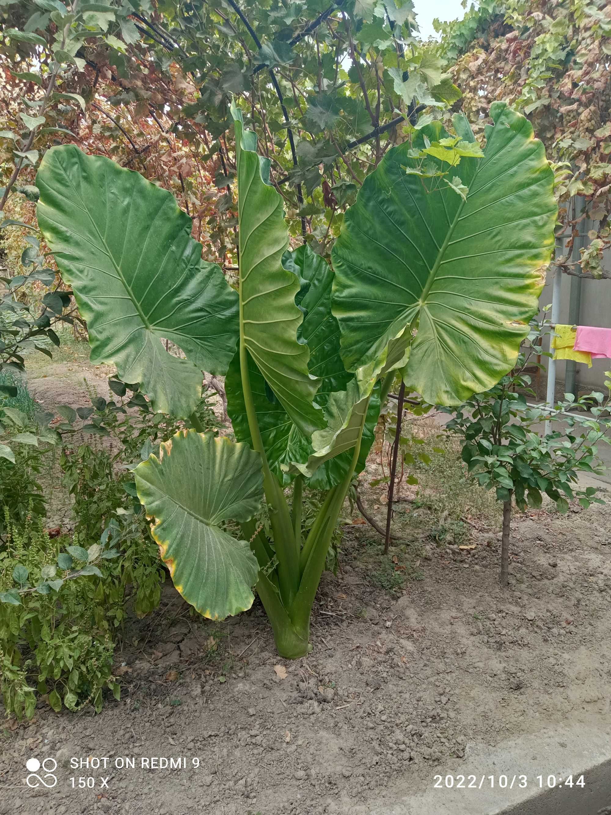 Ofis va Xona uchun Gul, Alocasia odora