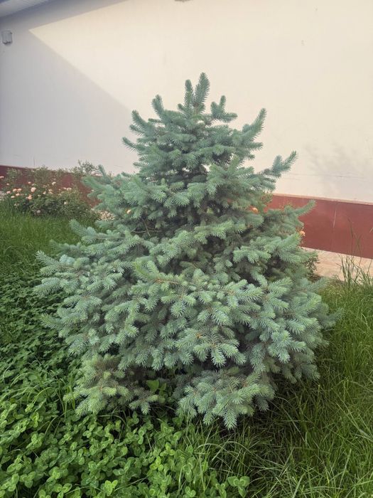 SUPER AKSIYA! “Голубая ель“ archalarimiz sotuvda, 3ta osela 4 bepul!