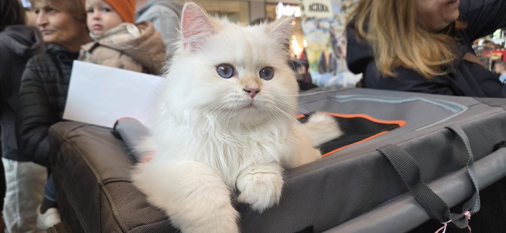 Motanel british longhair