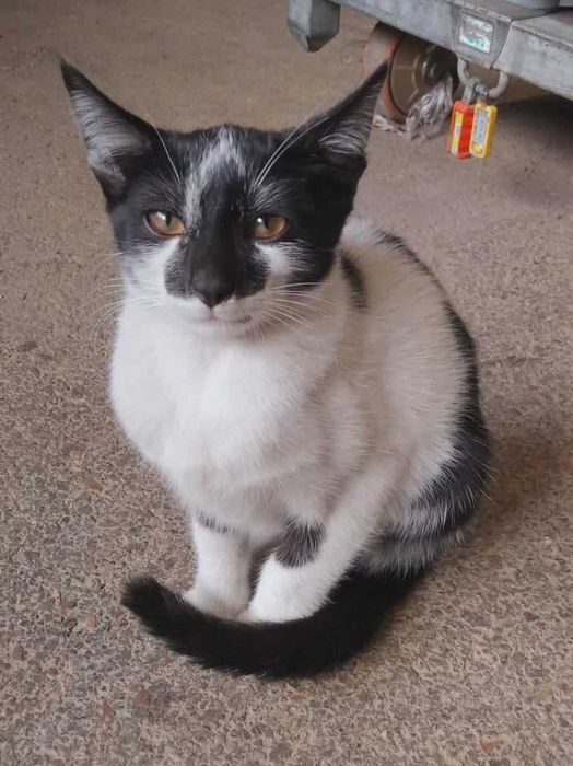 Коте Марс търси дом