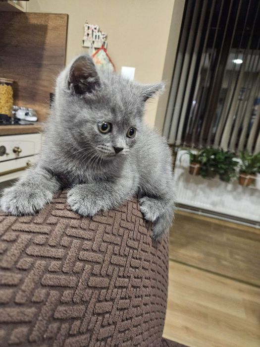 Късокосмести британчета