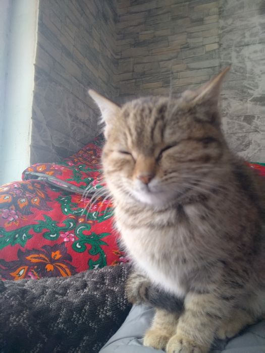 Mushuk zoti aniq aqilli tashqariga uzi chiqadi eshilni ochib