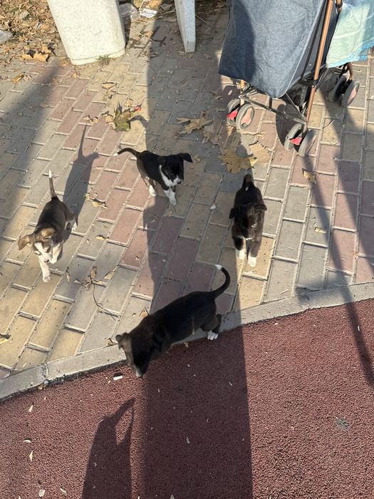 Маленькие шенки отдам бесплатно