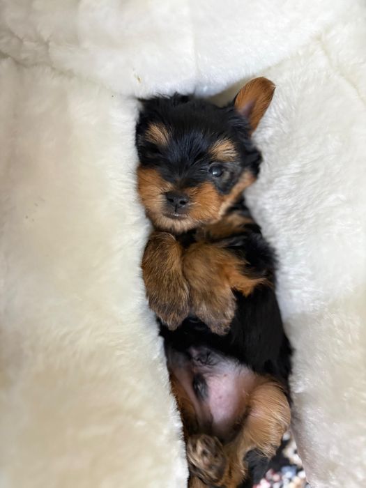 Продам щенков Йорка. Йоркширский терьер