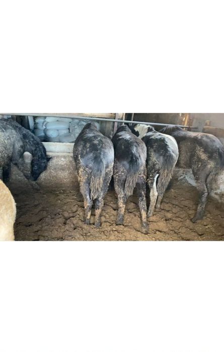 Семиз жылқылар сатылады