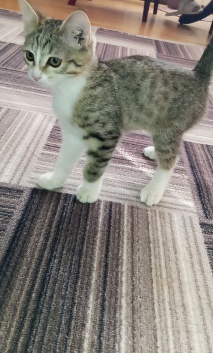 Отдам котика в добрые руки