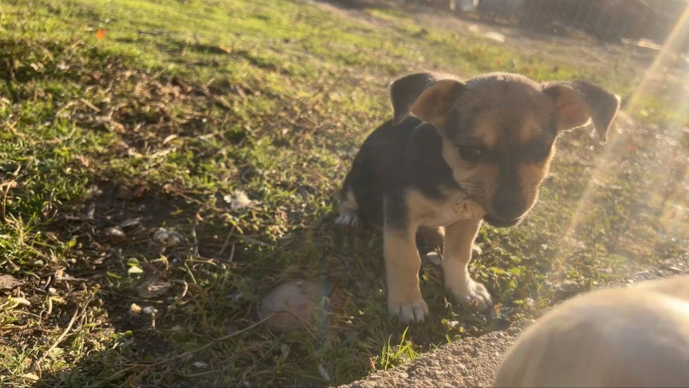 DONEZ catelusa de talie mica