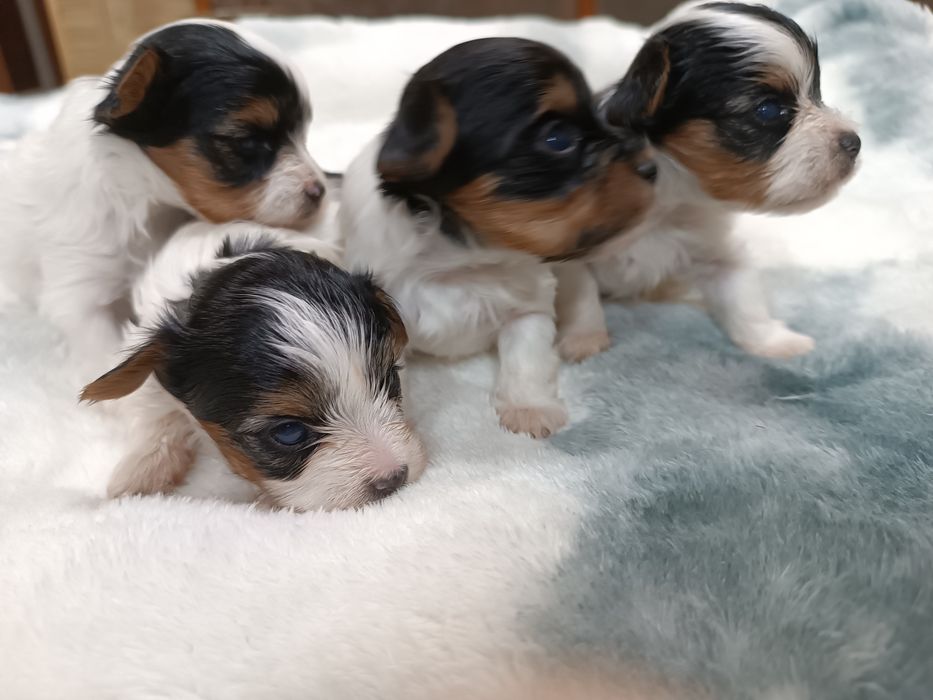 Щенки бивер йорка