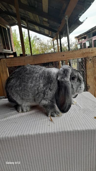 Femele berbec german