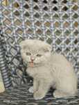 Scottish Fold mushuklari sotiladi!