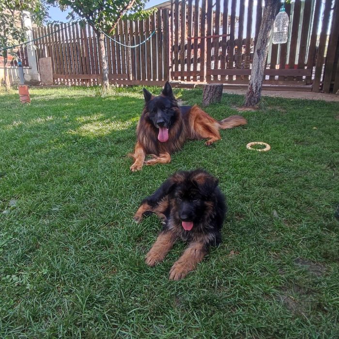 Femela ciobanesc german par lung