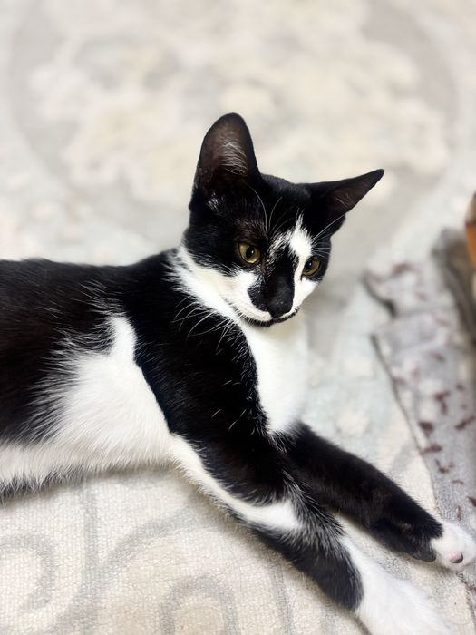 Мысық сатылады!.