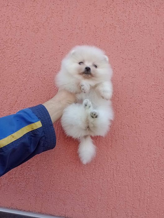 Бели Померани !!