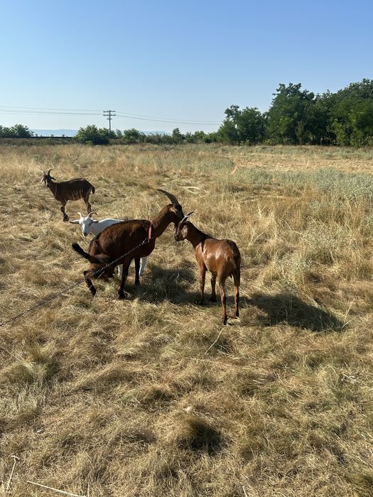 Vand capre  alpin fracez si anglonubia cu lapte si un tap