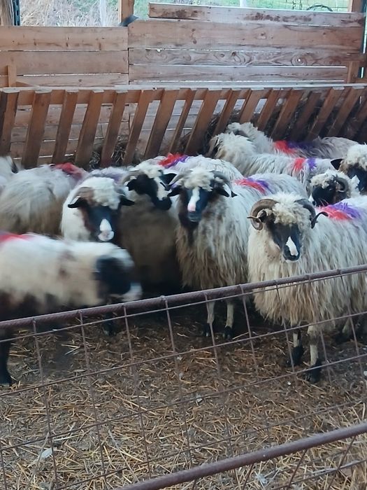 Vind 18 oi breze tinere cu nasul alb