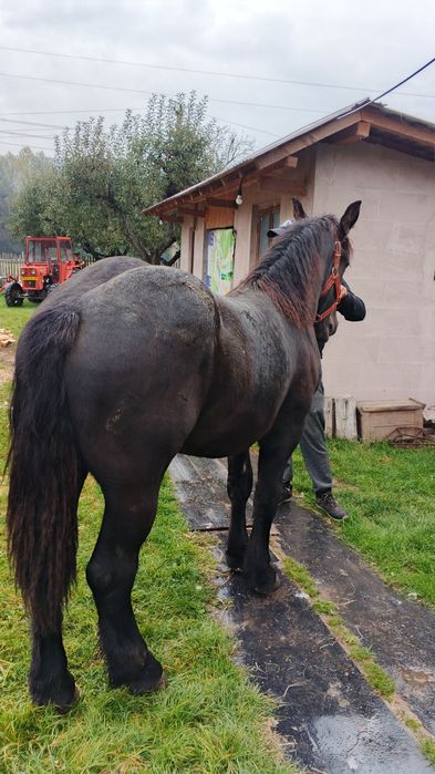 Vând mânza neagra metis frizian un an și 2 luni