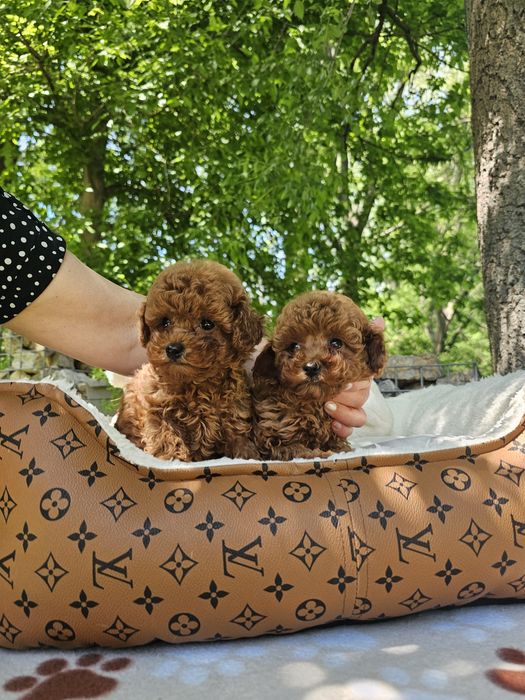 Той пудел[toy poodle)] Лицензиран развъдник