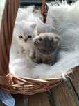 Pistol british shorthair
