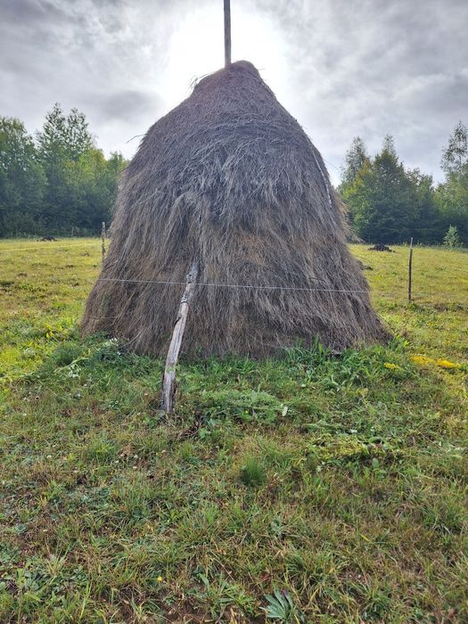 Vând 3 căpițe de fân