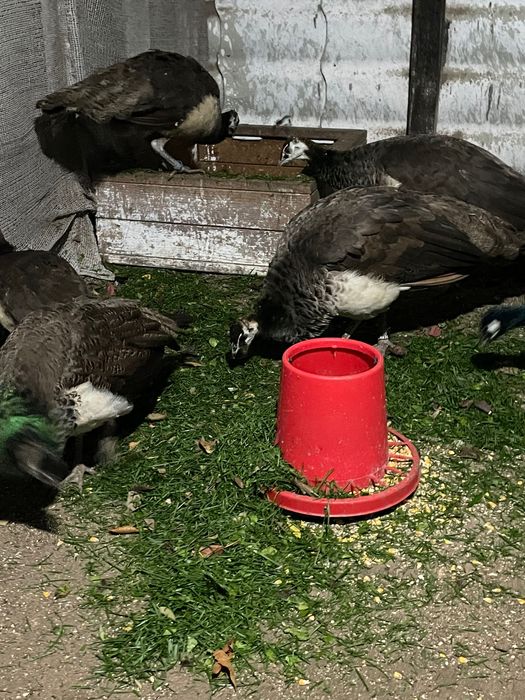 Păuni standard 2025