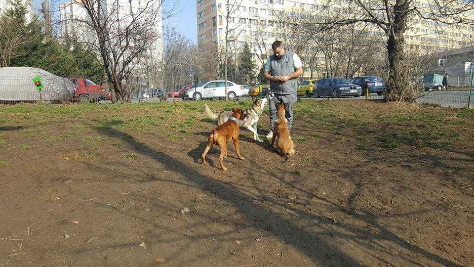 Dresaj Canin si Pensiune canina