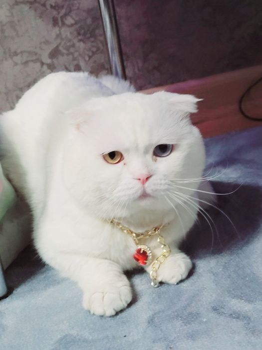 Вязка Кот шотландский вислоухий