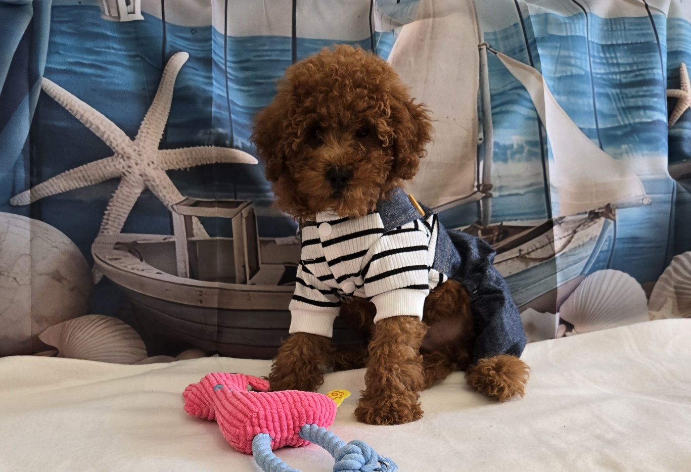 Пудел той /Мини Poodle toy с родословие