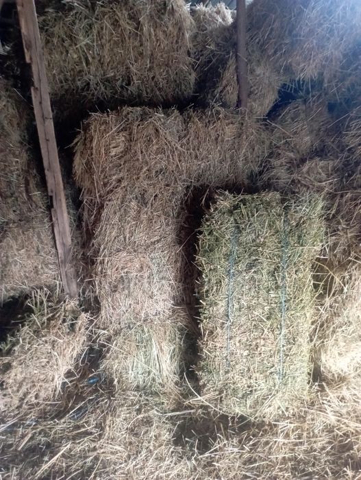 Vând baloți de lucernă