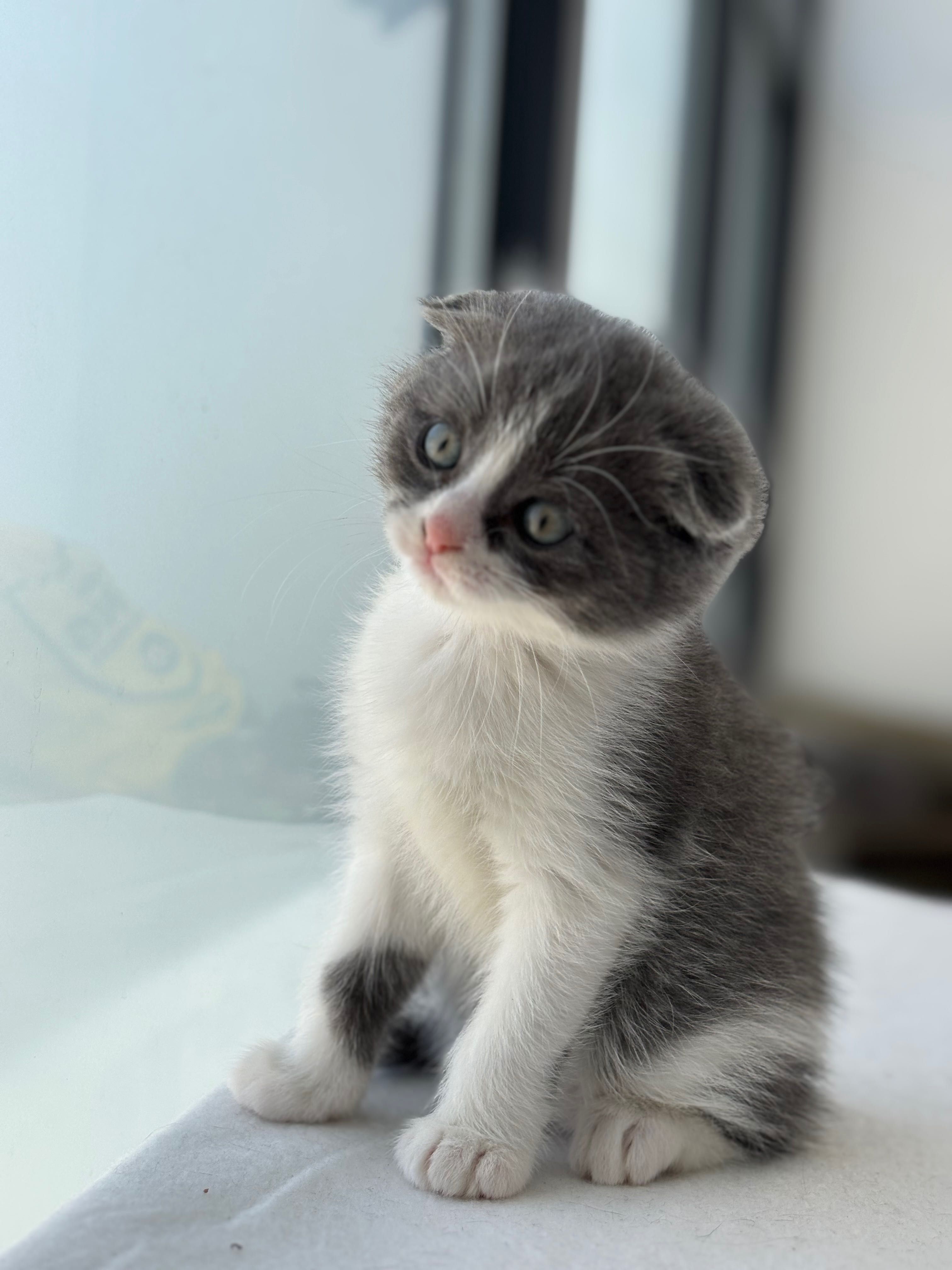 British Scottish Fold Blue