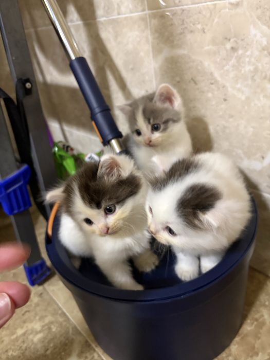 Отдам котят в хорошие руки .