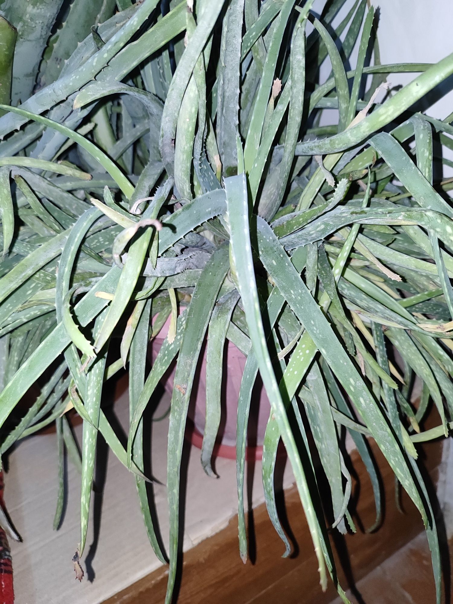 Aloe gullari sotiladi