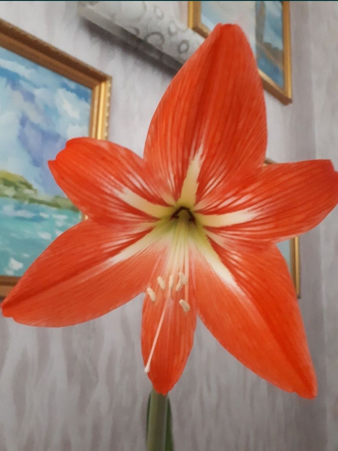 комнатные цветы гиппеаструм (амариллис)